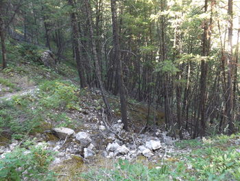 View of trees in forest