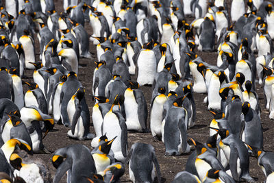 High angle view of penguins on shore