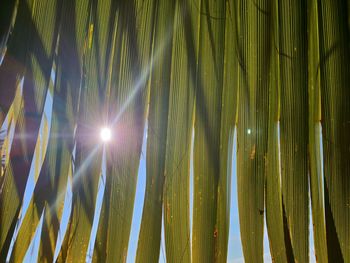 Low angle view of palm trees against sky