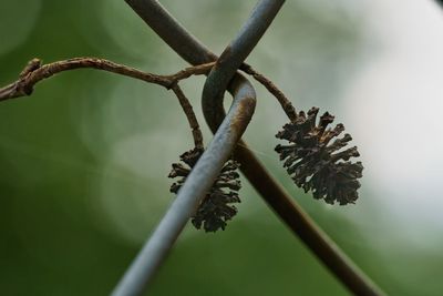 Close-up of dried plant on branch