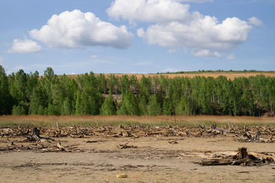 Scenic view of field against sky