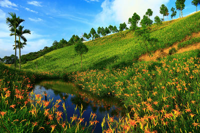 Narrow stream along countryside landscape