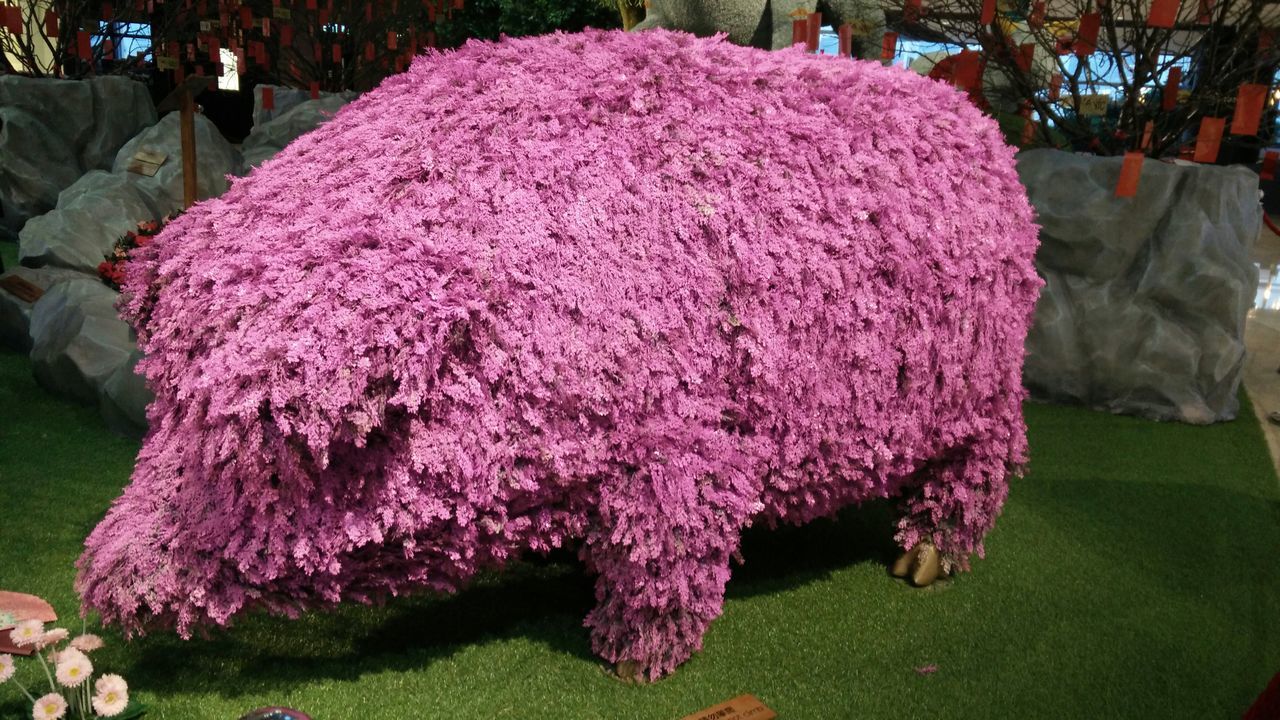 flower, pink color, freshness, grass, park - man made space, incidental people, close-up, outdoors, day, high angle view, petal, multi colored, fragility, lawn, growth, green color, field, nature, focus on foreground, beauty in nature