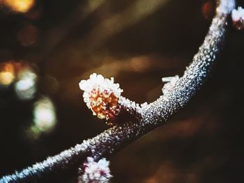 Close-up of snow on flower during winter