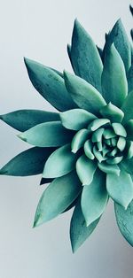 Close-up of succulent plant against white background