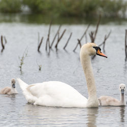 Close-up of swan family swimming on lake