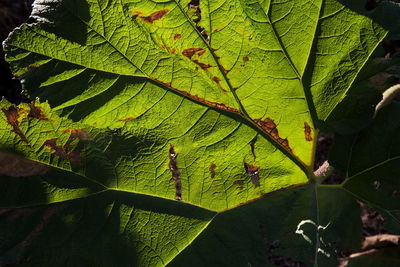 Close-up of green leaves