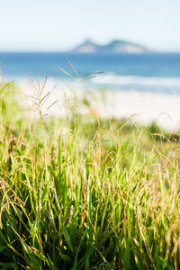 Close-up of grass by sea against sky