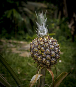 Close-up of fresh plant