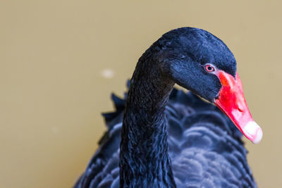 Close-up of black swan