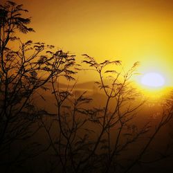 Silhouette of trees at sunset