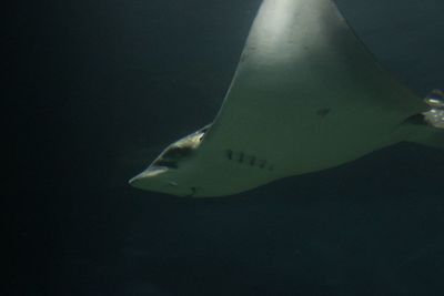 Close-up of fish swimming in aquarium