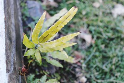 Close-up of insect on plant