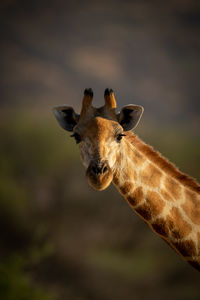 Close-up of southern giraffe head and neck