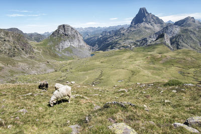 View of a sheep on landscape