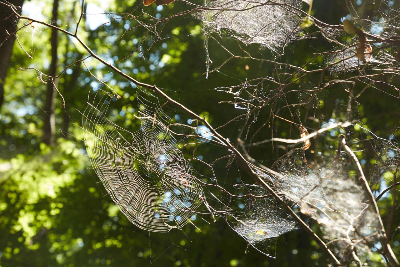 CLOSE-UP OF SPIDER ON WEB AGAINST BLURRED BACKGROUND