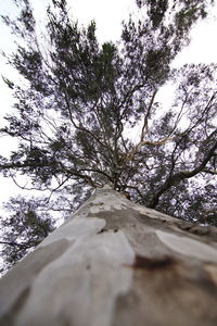 Low angle view of trees against sky