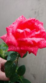 Close-up of wet red rose blooming outdoors