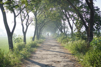 Dirt road amidst trees in forest