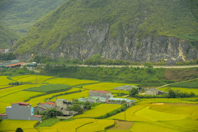 Scenic view of agricultural field