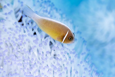 Close-up of fish swimming in sea