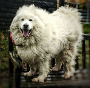 Close-up of dog