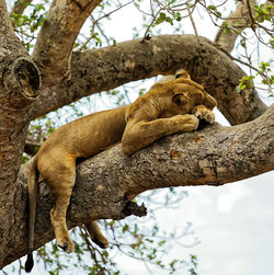 Low angle view of cat relaxing on tree