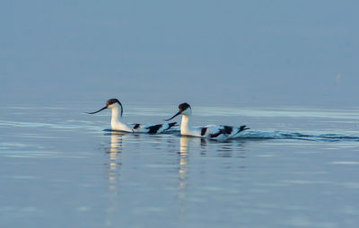 Birds swimming in lake