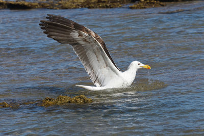 Kelp gull in seawater with wings spread open