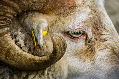 Close-up portrait of sheep