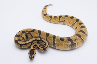 Close-up of snake against white background
