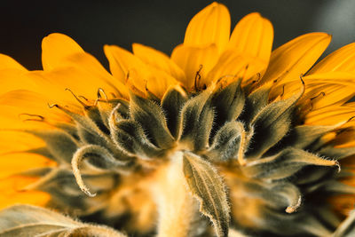 Close-up of yellow flower on plant