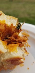 Close-up of insect on plate