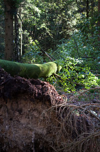 Close-up of lizard on tree trunk in forest