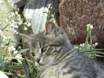 Close-up of a cat