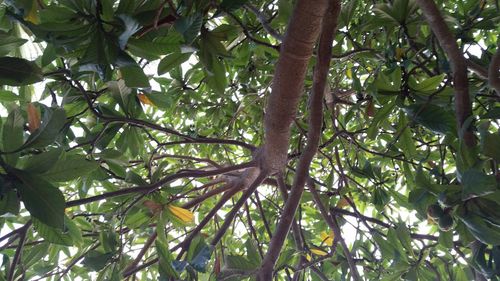 Low angle view of tree against sky