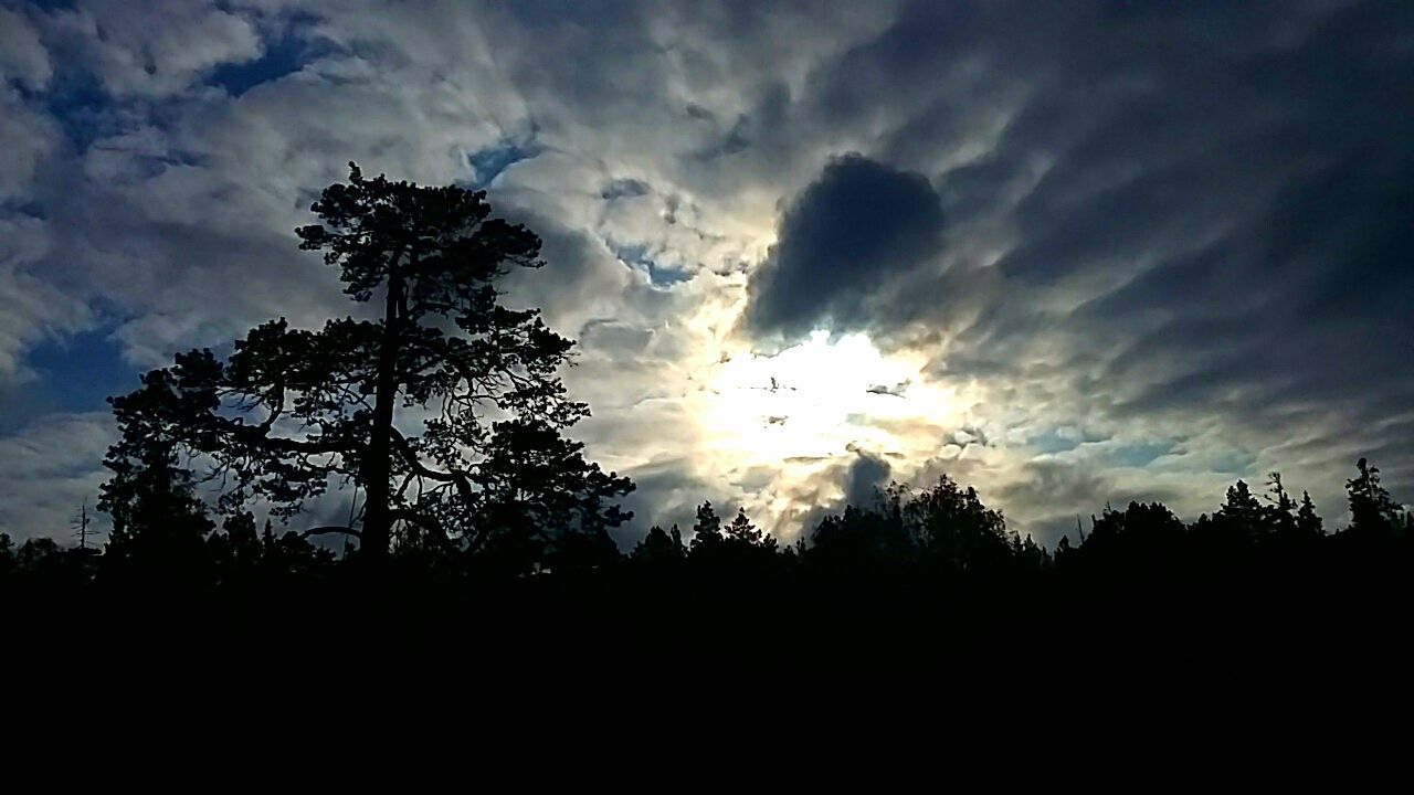 SILHOUETTE TREES AGAINST CLOUDS