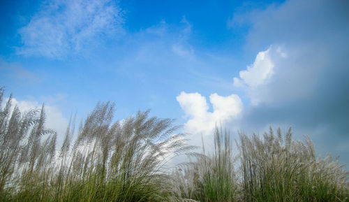 Low angle view of trees against sky