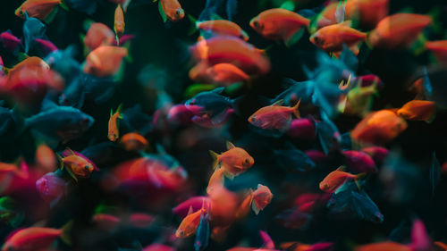 School of fish swimming in aquarium