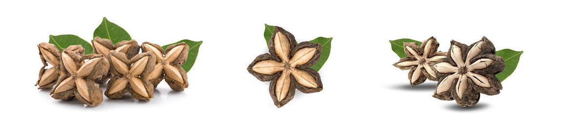 Close-up of dead leaves against white background