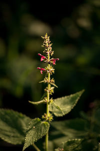 Close-up of plant