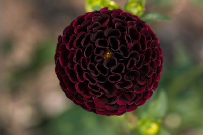 Close-up of flower against blurred background