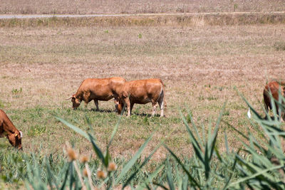 Horses grazing in a field