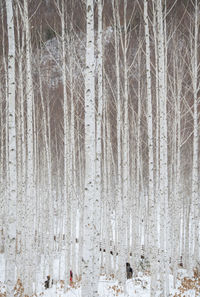 Close-up of snow on tree