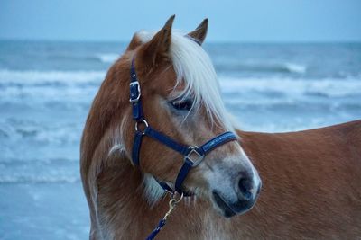 Close-up of a horse in the sea