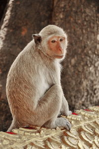 Close-up portrait monkey on roof
