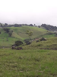 Scenic view of field against clear sky