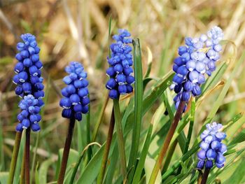 Close-up of purple flowering plants