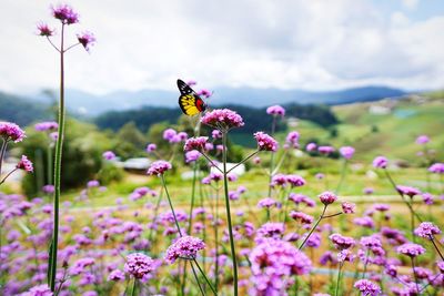 Close-up of butterfly pollinating on pink flowering plant