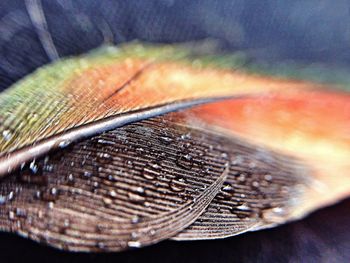 Close-up of lizard